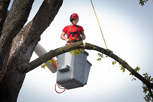 Best Tree Maintenance Programs  in Perry Hall, MD