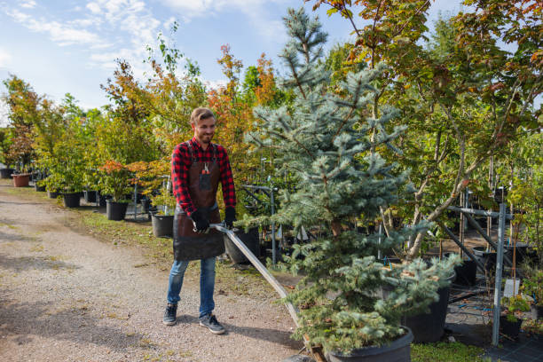 Best Tree Mulching  in Perry Hall, MD